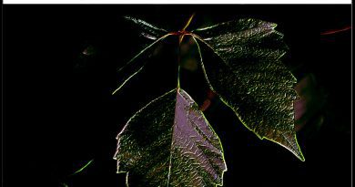 The Agency To Fumble Is Divine cover