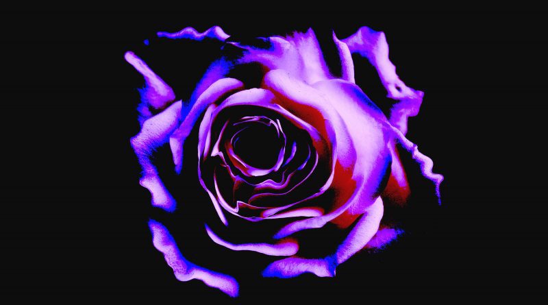 rose above comes and goes