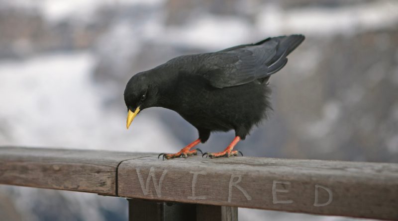 Monrad Wired single cover