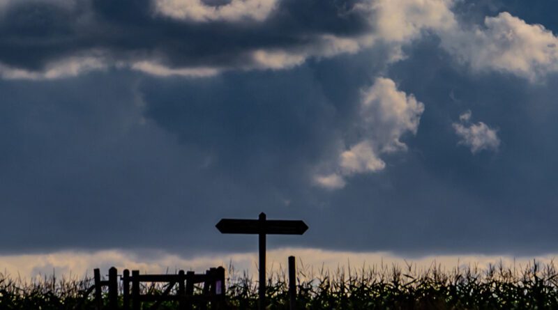 andy smythe - leaves to burn