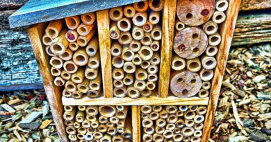 sahara cyberstars - modern life