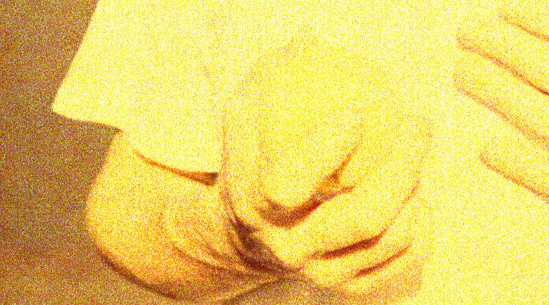 Stuffed Foxes - Standardized