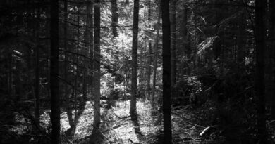 richard yot - the voice in the silence