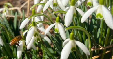 Chris Pellnat - Love Is Coming