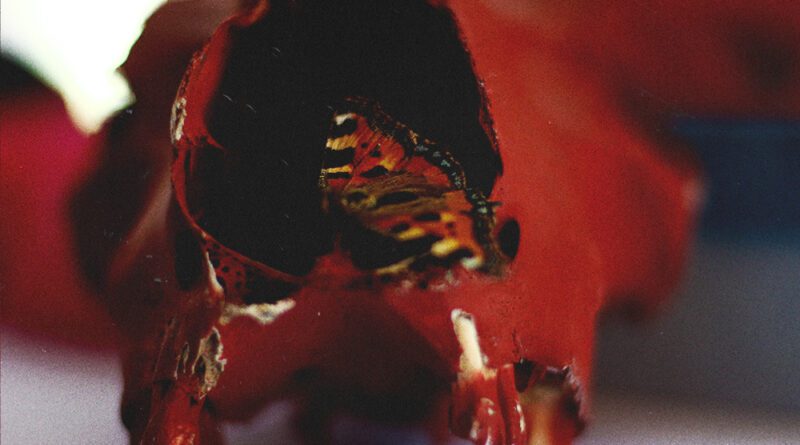 Bannered Mare - Hip Shot