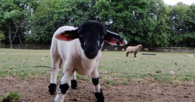 Garlen Lo - Country Boy, Country Girl