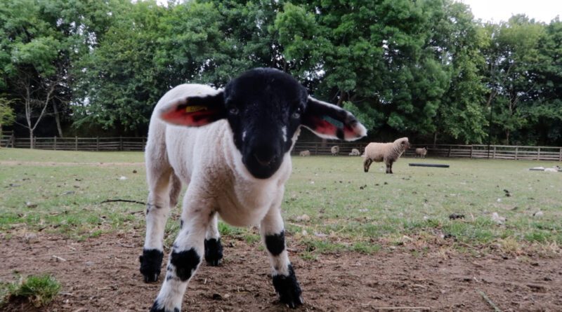 Garlen Lo - Country Boy, Country Girl