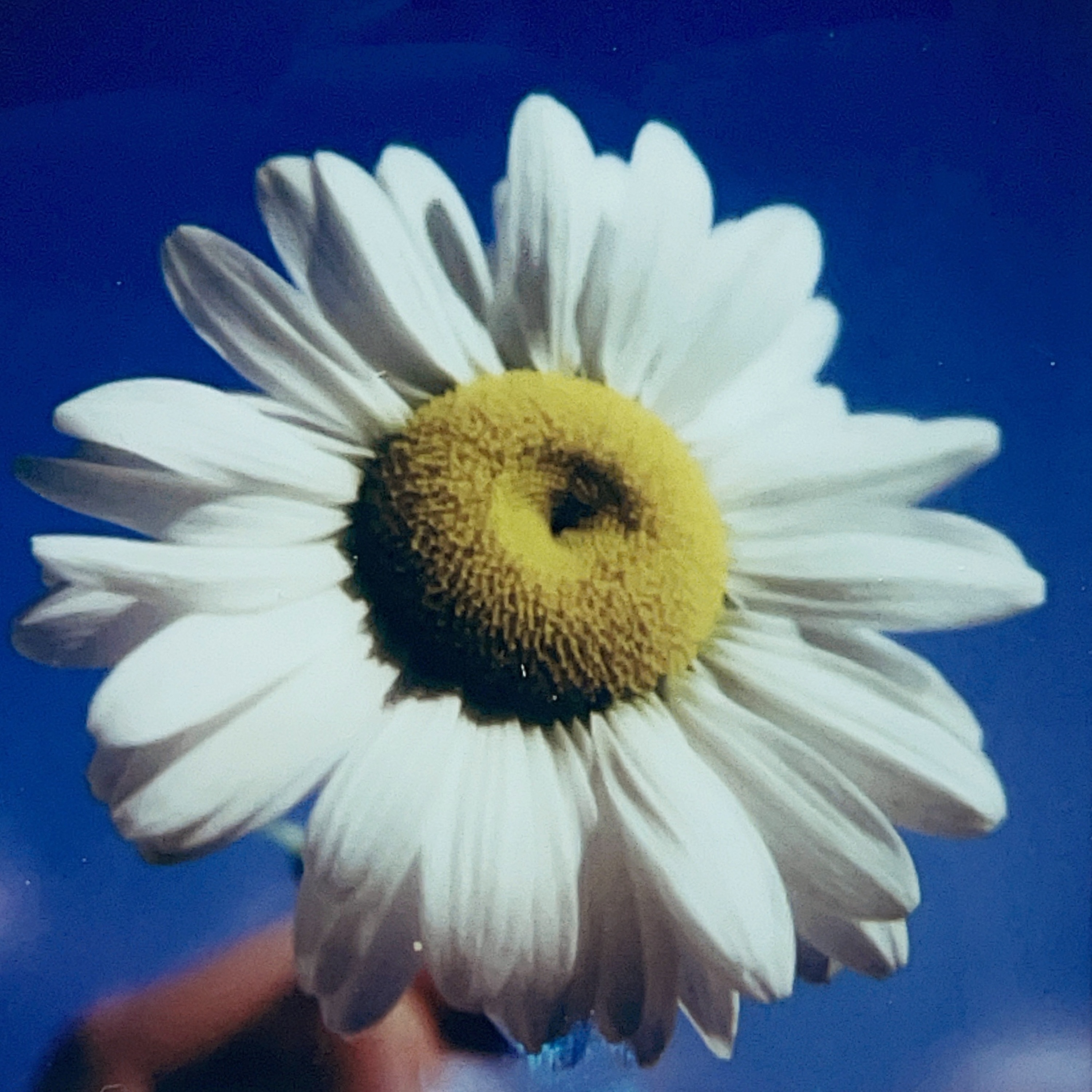 Tora Luna - Springtide Moodride