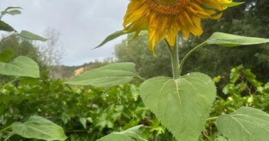 Michellar - September