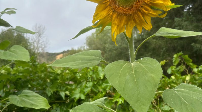 Michellar - September