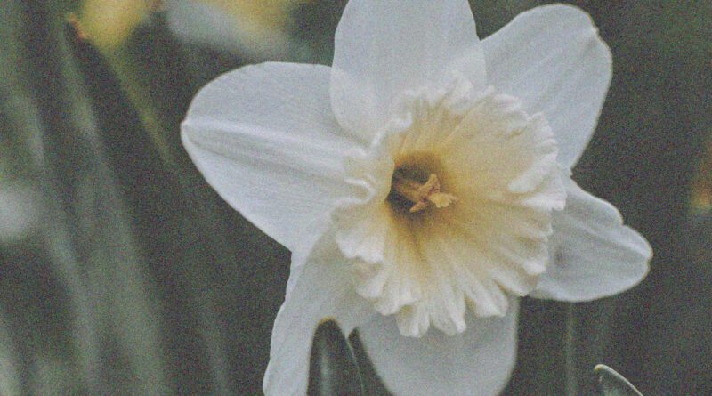 Palejoy - What A Sad Little Life Jane