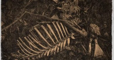 Paul Gehl - Chasing Shadows