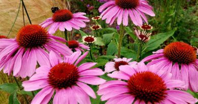 The Family Grave - Sweet Charity