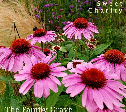 The Family Grave - Sweet Charity