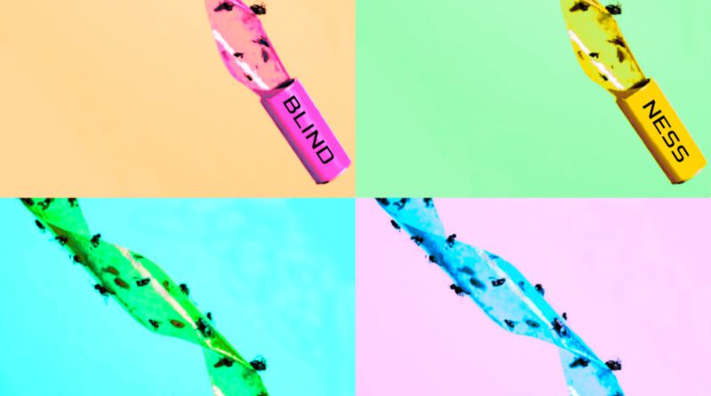 Blindness & Light - Fly Paper