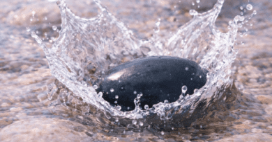 Bear Jr - Emotion Ocean